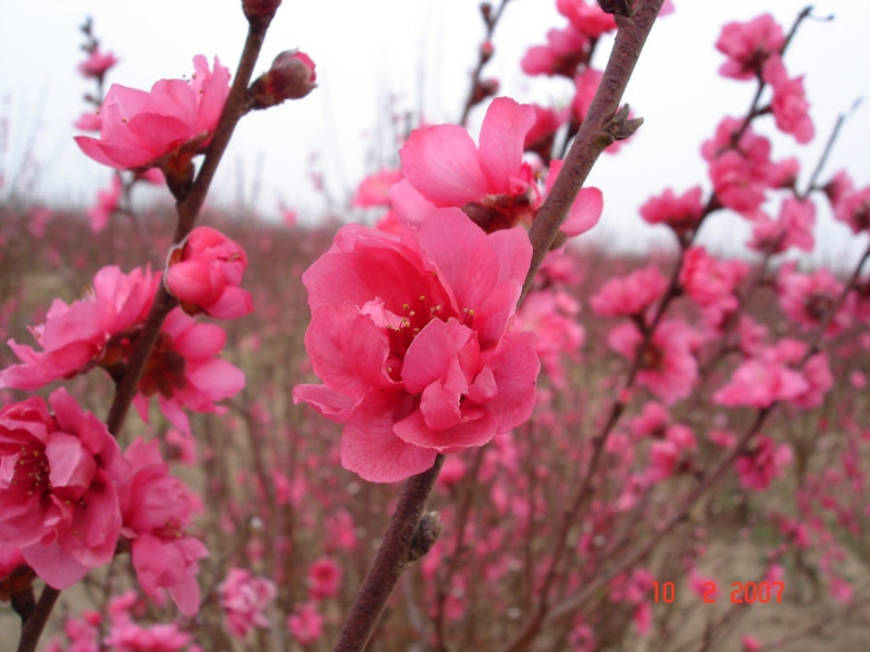 Những cánh đào Nhật Tân khoe sắc chào đón mùa xuân về