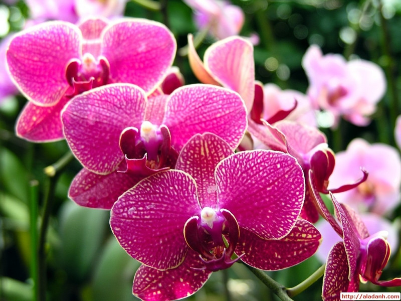 Hoa phong lan được nhiều người yêu thích vì vẻ đẹp tự nhiên của nó