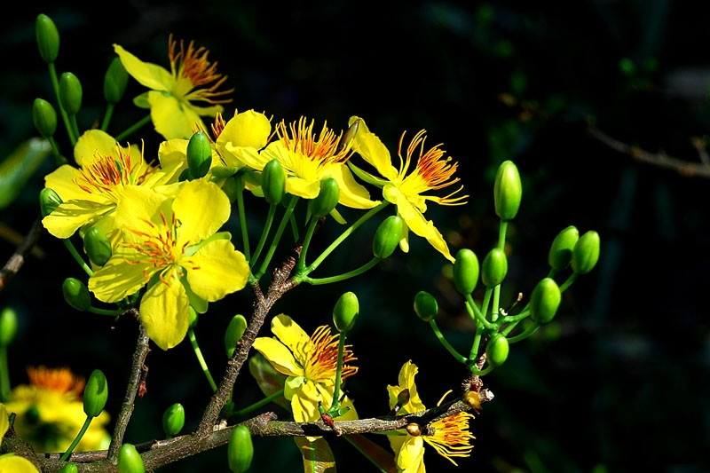 Hoa mai - loài hoa đặc trưng ngày Tết