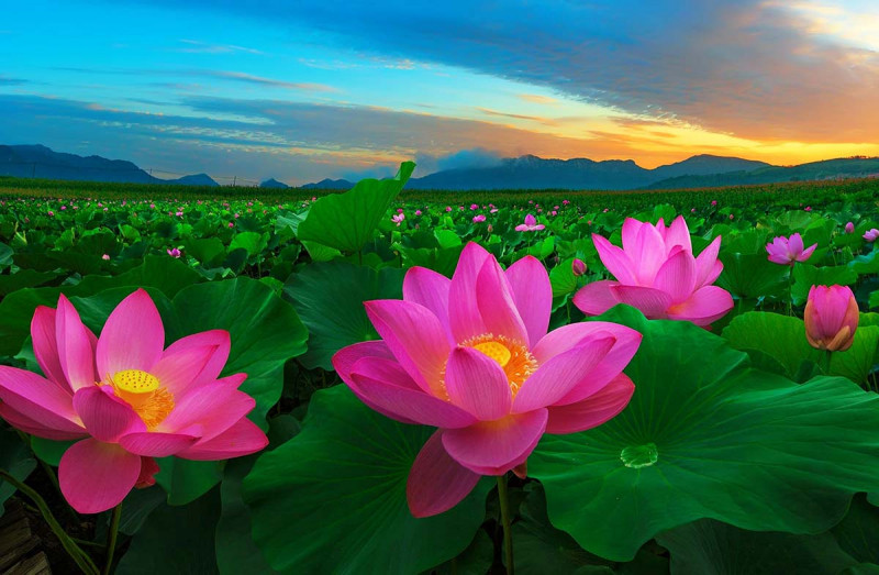 Hoa sen, Quốc hoa của Việt Nam