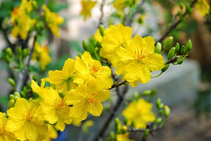 Hoa mai vàng, hoa đặc trưng mùa Xuân của miền Nam
