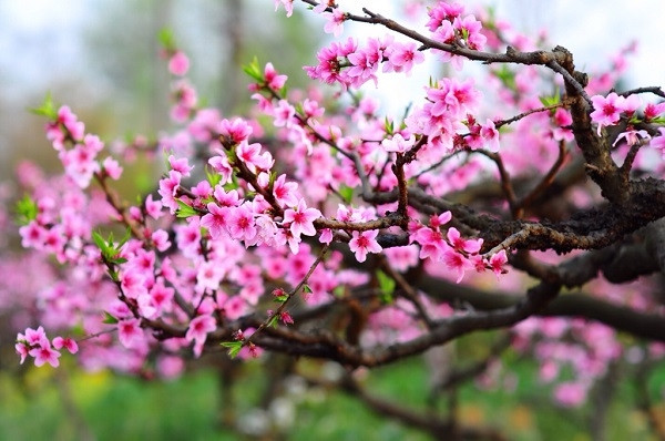 Hoa Đào, hoa đặc trưng mùa Xuân miền Bắc