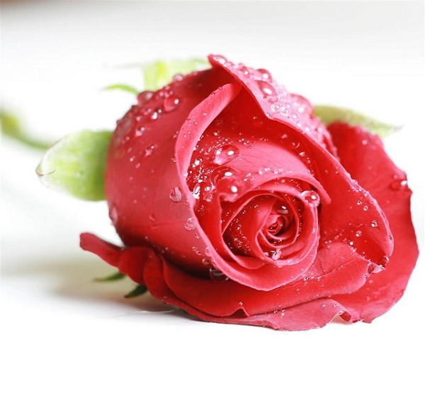 Hoa hồng, loài hoa thể hiện tình yêu