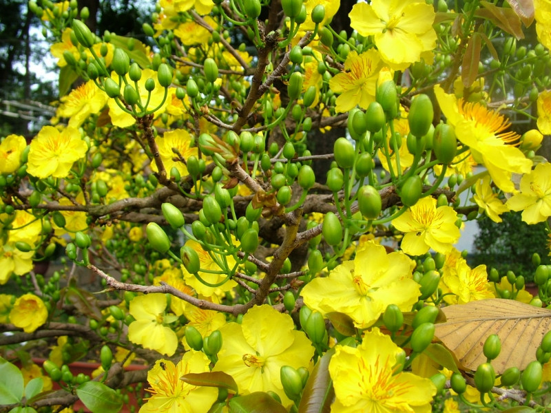 Hoa mai là loại hoa đặc trưng rất quen thuộc của miền Nam