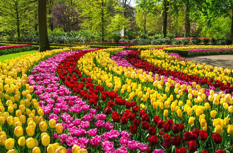 Hoa tulip được trồng nhiều ở Hà Lan