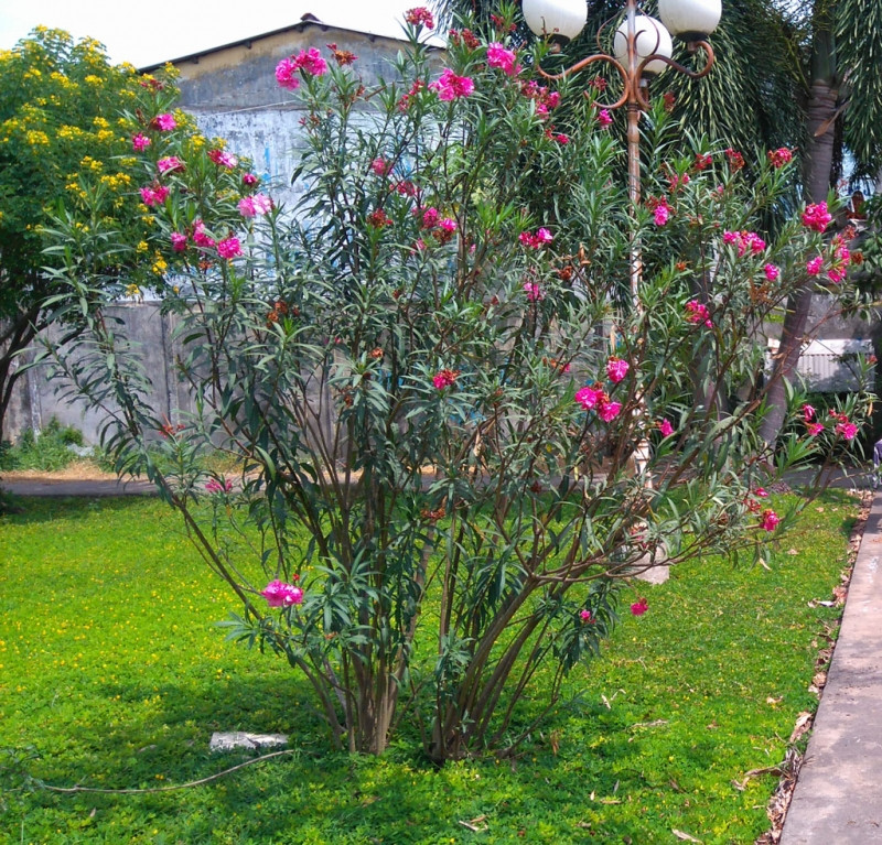 Trúc đào thường được trồng ở vườn để làm cây trang trí