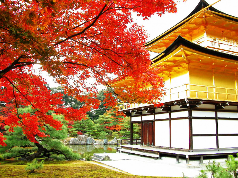 Khung cảnh chùa vàng Kinkakuji vào mùa thu