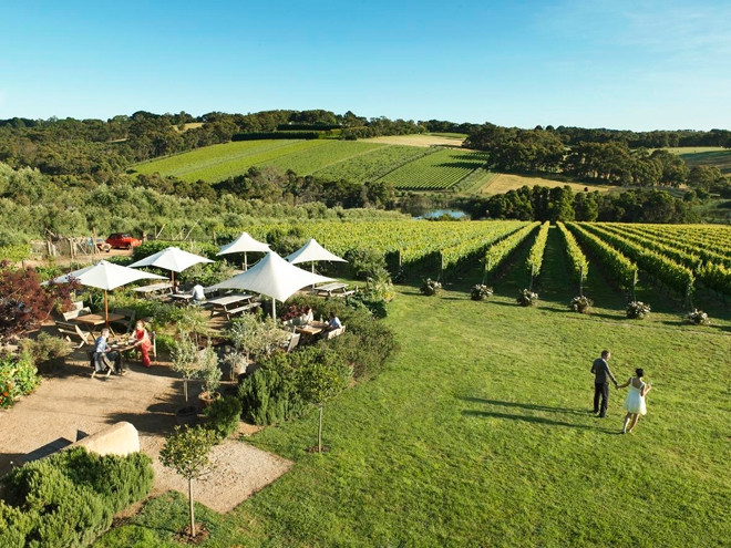 Montalto Vineyard & Olive Grove, Victoria, Australia