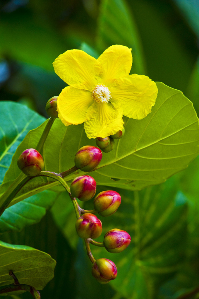 Hoa Simpor - Quốc hoa Brunei