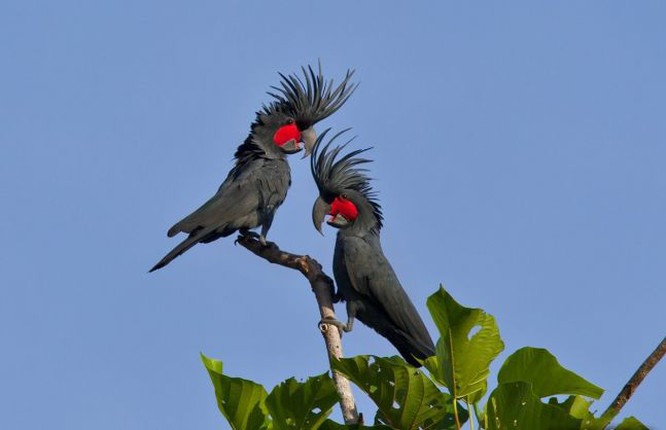 Palm Cockatoo với chiếc mào nổi bật