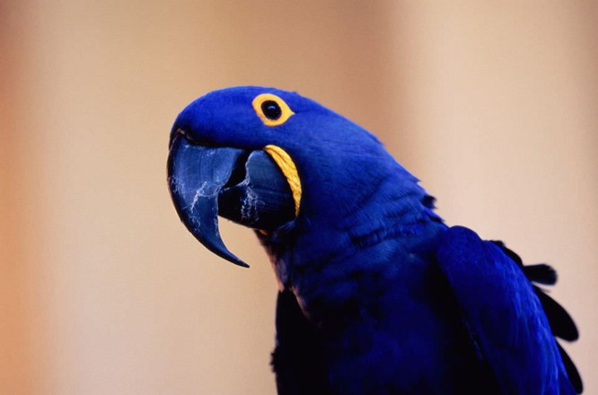 Vẹt Macaw Hyacinth