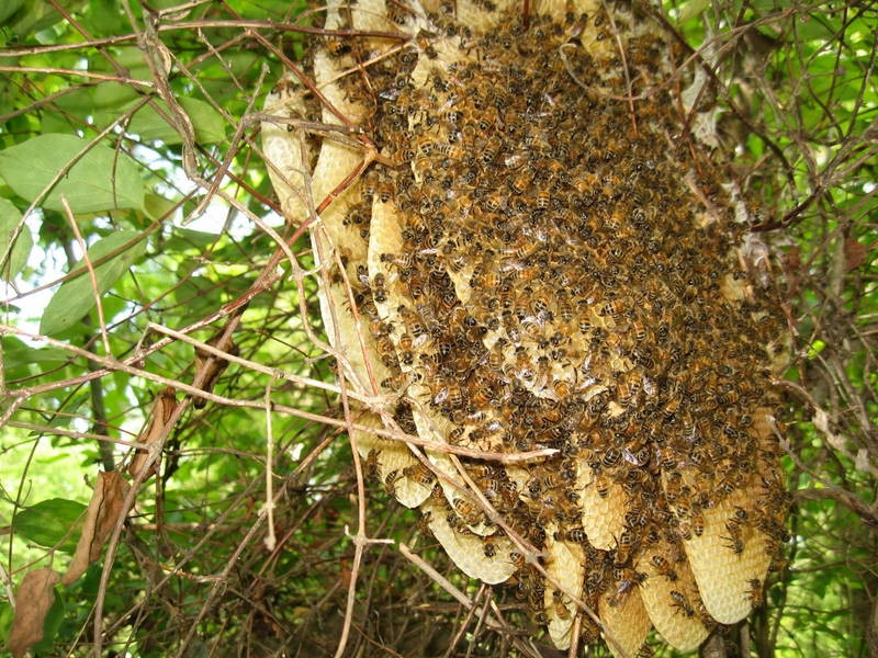 Tổ ong rừng tại rừng U Minh