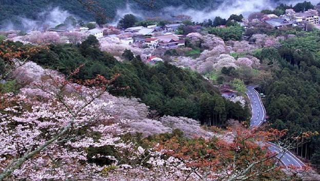 Rực rỡ sắc hoa anh đào vùng núi Yoshino - Nhật Bản