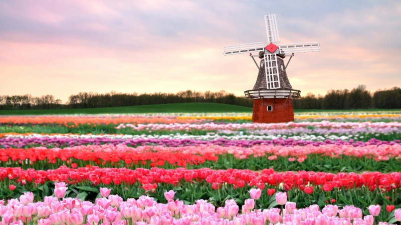 Cánh đồng hoa tulip – Keukenhof, Hà Lan