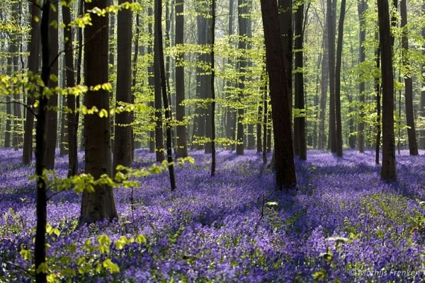 Khu rừng hoa chuông xanh - Halle , Bỉ