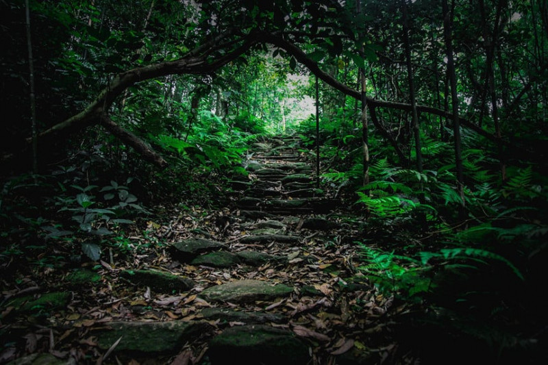 Vườn quốc gia Tam Đảo cũng tồn tại một số kiểu rừng khác như rừng kín thường xanh mưa ẩm á nhiệt đới núi thấp.