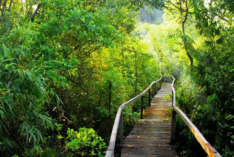 Đây là khu rừng nhiệt đới ẩm ướt còn lưu giữ nhiều giống loài thực - động vật quý.