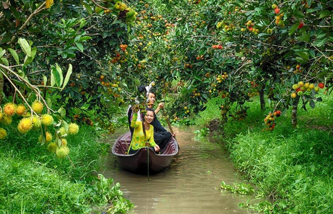 Vườn trái cây Phong Điền mệnh danh là 