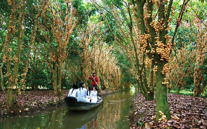 Đầu tháng 6 là thời điểm mùa dâu chín rộ