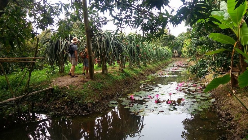 Vườn trái cây Ba Cống sở hữu đến 1000 cây ăn trái bao gồm nhiều loại cây ăn trái khác nhau