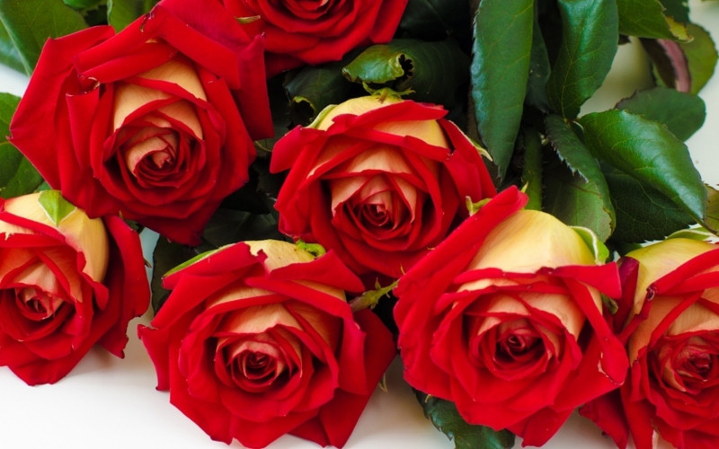 Hoa hồng luôn là mặt hàng chủ lực của valentine