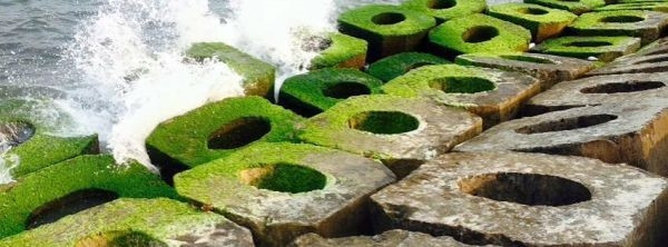 Những tảng đá bê tông phủ đầy rêu xanh mướt khiến cho khung cảnh thêm thanh bình, lãng mạn