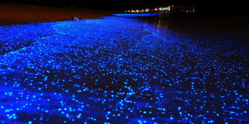 Biển sao (hay còn có tên gọi là biển phát sáng) tọa lạc tại quần đảo Maldives, thuộc đảo Honsu (Nhật Bản), nơi đây nổi tiếng với những con sóng mang sắc lam phát sáng đẹp huyền ảo.