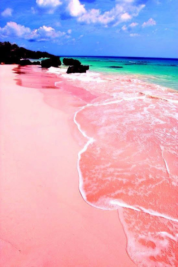 Bãi biển hồng Bonair - đảo Dutch, Carribean