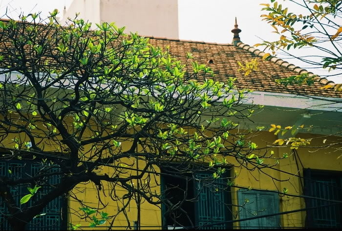 Cây bàng lẻ loi mùa đông là thế, nhưng khi mùa xuân tới, những búp non xanh bắt đầu hé chào nắng