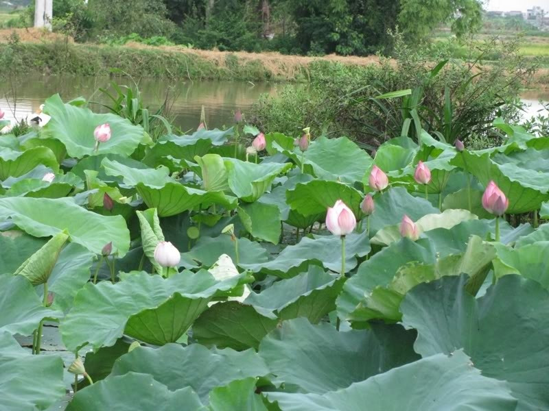 Những giọt nước như ngọc lăn tròn trên những phiến lá rộng. Gió đưa đẩy những ra sen lay động bồng bềnh trên mặt ao.