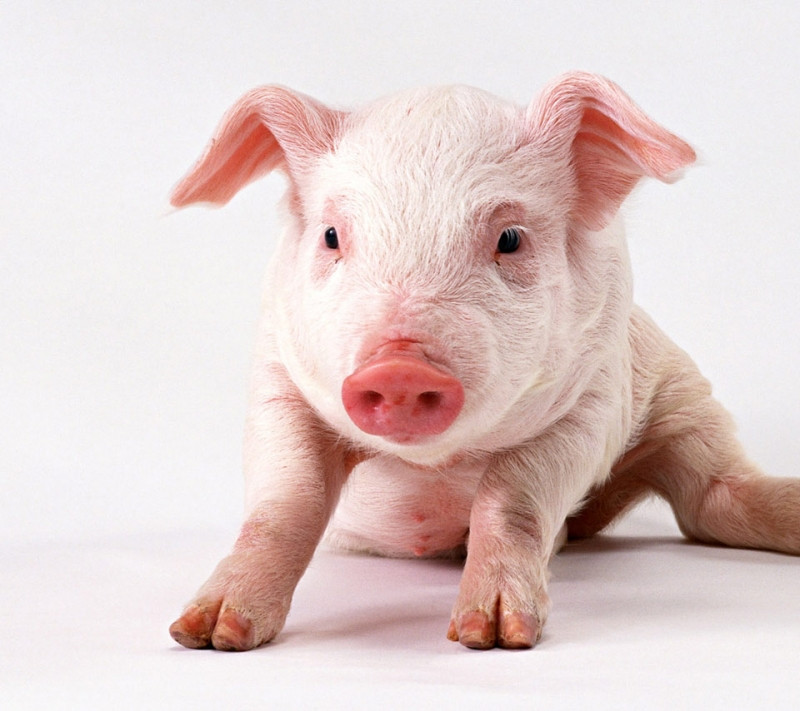 Con lợn có màu da trắng hồng.