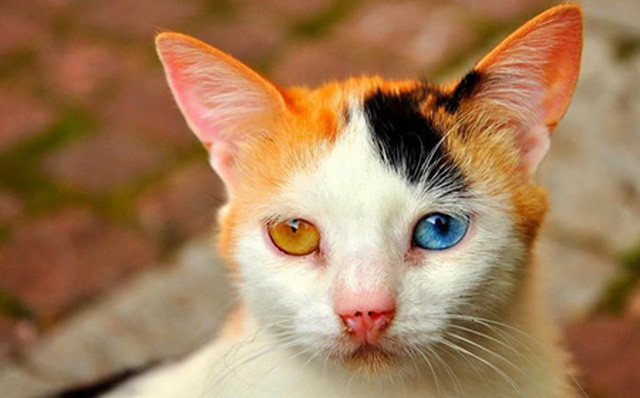 Chú mèo với màu mắt đa sắc một bên vàng óng còn một bên xanh biếc như màu trời