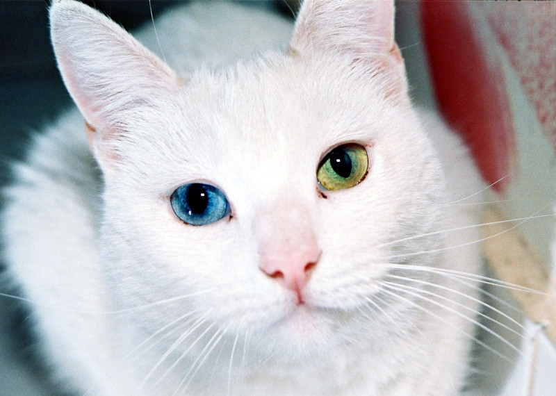 Mèo Khao Manee ﻿còn được gọi là Mèo Mắt Kim Cương