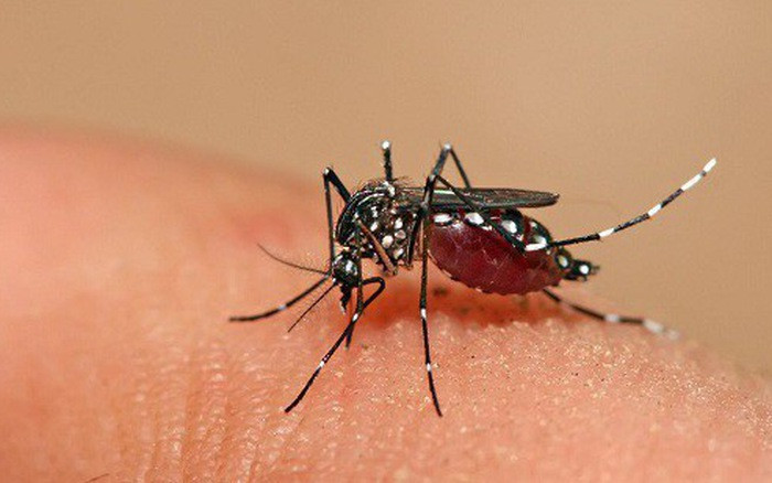 Muỗi vằn đốt gây bệnh sốt xuất huyết