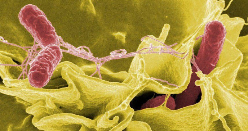 Vi khuẩn Salmonella non typhi