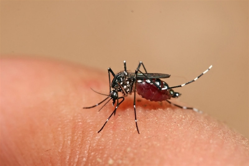 Loài muỗi vằn gây bệnh sốt xuất huyết