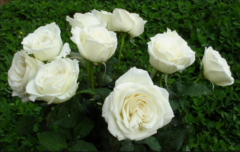 Hoa hồng bạch có tác dụng chữa ho