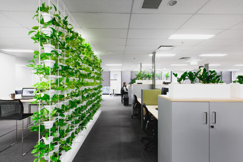 Hiệu quả công việc được tăng lên rất nhiều trong phòng làm việc có nhiều cây xanh
