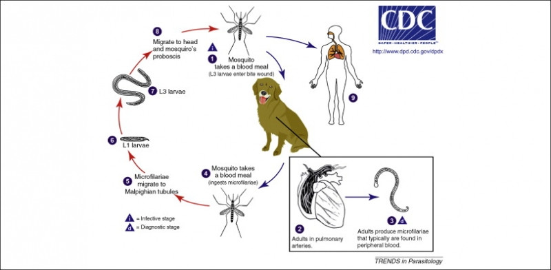 Dirofilaria immitis - Nguồn Internet