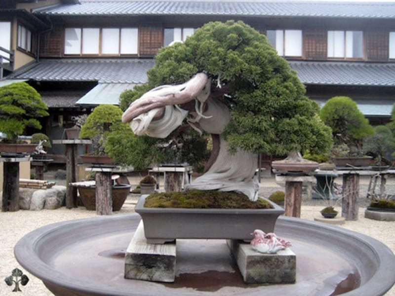 Cây bonsai 800 năm tuổi ở Sunkaen