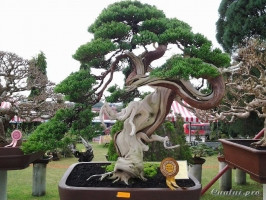 cay-bonsai-dep-nhat-the-gioi