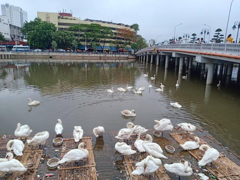 Đứng trên cầu ngắm Thiên nga