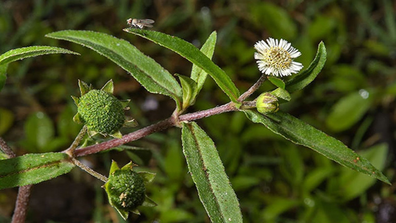 Cây nhọ nồi