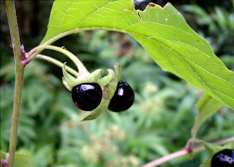 Cây cà dược (Belladonna)