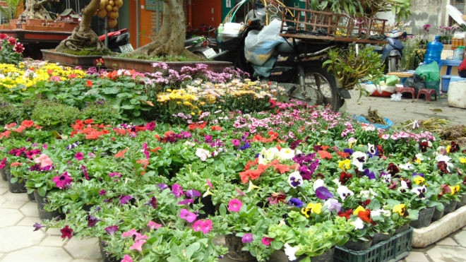 Một góc chợ hoa Hoàng Hoa Thám