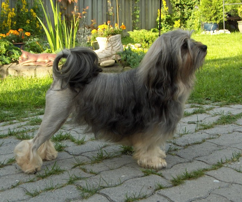 Chó Lowchen có mõm ngắn, đôi mắt tròn, đôi tai cụp