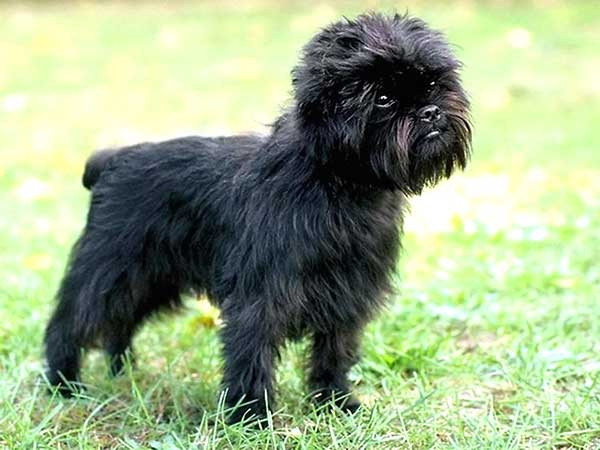 Chó Affenpinscher có một bộ lông rậm và dày