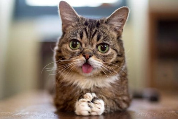 Lil Bub lúc nào cũng thè lưỡi 