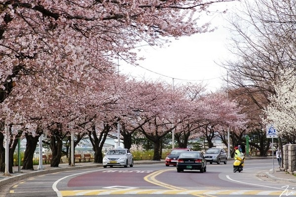 Con đường hoa anh đào - Yunjungno Road