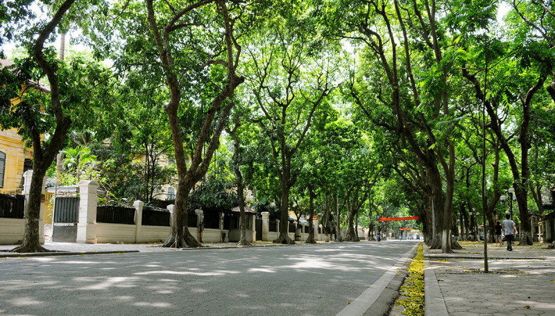 Đường Phan Đình Phùng rợp cây xanh, bóng mát